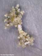 gastropods.com Mirabilis