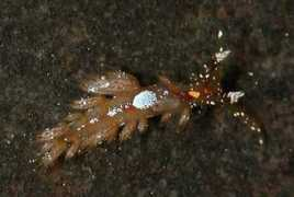 seaslugsofhawaii.com Mirabilis