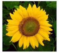 stuartxchange.com Mirasol