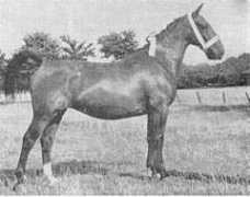 gelderlanderhorse.nl Mireina