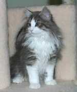Mirek