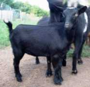 myownprivateidahofarm.com Miriah