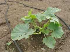 bigpumpkins.com Miricale