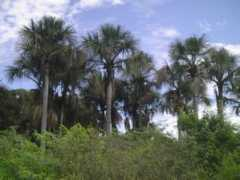 tropic-concept.com Miriti