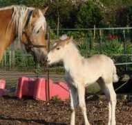 haflinger-heegheim.de Miroi