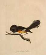 newzealandbirds.co.nz Miromiro