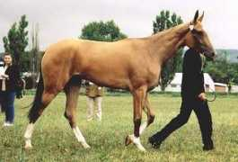 maakcenter.org Mirta