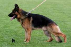 sherak.cz Mirtan