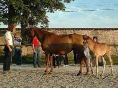 lydielemmens.free.fr Mirzan