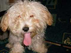 pawsunlimited.petster.com Mishae