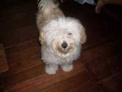 pawsunlimited.petster.com Mishae
