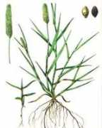 agrisoft.ru Mishey