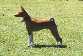 newworldbasenjis.net Misiri