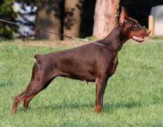 dobermann-review.com Misral