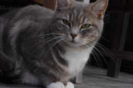 Misse