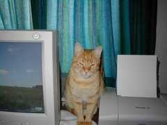 hennystewart.tripod.com Missens