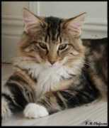 Missiz