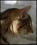 Missiz