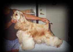 Missya