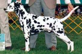 alfredrichdalmatians.com Misterc