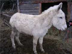 anarem.free.fr Mistinguette