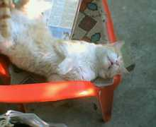 Miszi