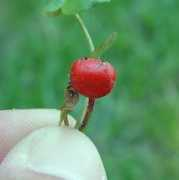 missouriplants.com Mitchella