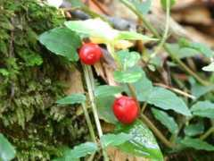 botanic.jp Mitchella