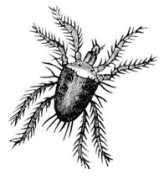 Mite