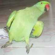 Mithoo