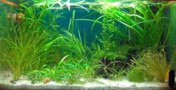 photo.acvarist.ro Mititel