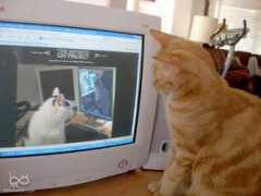 infinitecat.com Mitley