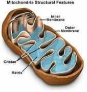 oxygen-review.com Mitochondria