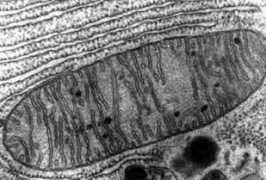 fusionanomaly.net Mitochondria