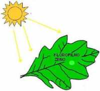 .arnes.si Mitoz