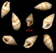 jaxshells.org Mitrel