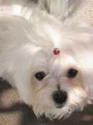 Mitsou