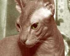 club.mau.ru Miut