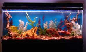 cichlids.com Mizart