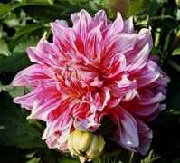 dahliengarten-hamburg.de Mizata