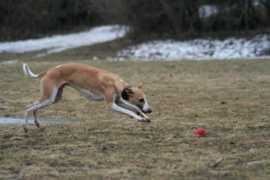 animagi-whippets.at Mkong