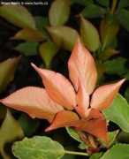about-garden.com Mlazi