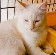 petfinder.my Mlinda