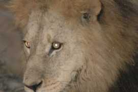 info-res.com Mlion