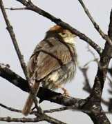 tanzaniabirds.net Mmara