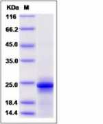 sinobiological.com Mnae