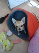 Mnela