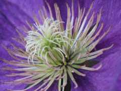 fotolibra.com Moave