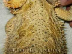 beautifuldragons.com Moback