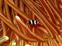 reefkeeping.com Mobert